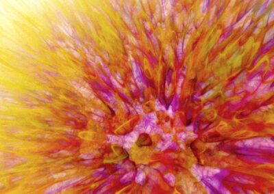Close-up of a vibrant flower center with radiating yellow, red, orange, and purple hues in an abstract, painterly style.
