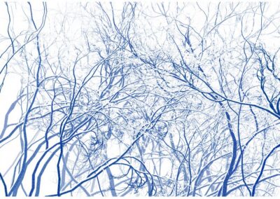 Dense network of thin, leafless tree branches in shades of blue on a white background.